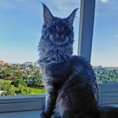 Подробнее об объявлении «Витебск Пропала кошка» Фото: пропала кошка Мейн-кун «Витебск Пропала кошка» в г. Витебск
