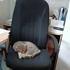 Подробнее об объявлении «Пропал кот на ул. воровского Казань» Фото: пропала кошка  «Пропал кот на ул. воровского Казань» в г. Казань
