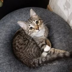 Подробнее об объявлении «Пропала кошка Долгопрудный» Фото: пропала кошка  «Пропала кошка Долгопрудный» в г. Долгопрудный