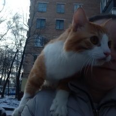 Подробнее об объявлении «Пропал котик Москва» Фото: пропала кошка  «Пропал котик Москва» в г. Москва