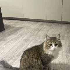 Подробнее об объявлении «Кстово Пропал кот кличка кеша» Фото: пропала кошка  «Кстово Пропал кот кличка кеша» в г. Кстово