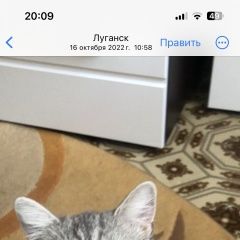 Подробнее об объявлении «Луганск Пропал кот» Фото: пропала кошка Скоттиш страйт (шотландская прямоухая) «Луганск Пропал кот» в г. Луганск