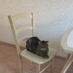 Подробнее об объявлении «Геленджик Пропал кот» Фото: пропала кошка  «Геленджик Пропал кот» в г. Геленджик