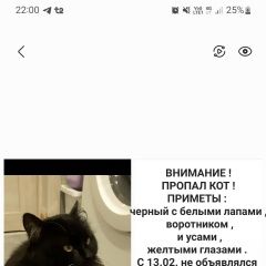 Подробнее об объявлении «Иваново Пропал кот» Фото: пропала кошка  «Иваново Пропал кот» в г. Иваново