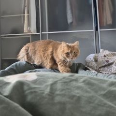 Подробнее об объявлении «Ялта Пропал кот» Фото: пропала кошка  «Ялта Пропал кот» в г. Ялта