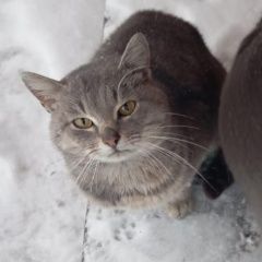 Подробнее об объявлении «Пропала кошка Кемерово» Фото: пропала кошка  «Пропала кошка Кемерово» в г. Кемерово