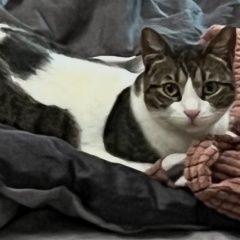 Подробнее об объявлении «Пропала кошка помогите найти Баку» Фото: пропала кошка  «Пропала кошка помогите найти Баку» в г. Баку