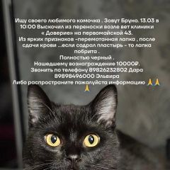 Подробнее об объявлении «Пропал кот вознаграждение 10000 Краснодар» Фото: пропала кошка  «Пропал кот вознаграждение 10000 Краснодар» в г. Краснодар