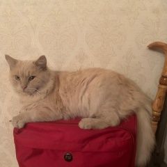 Подробнее об объявлении «Пропал кот любимый кот персик Армавир» Фото: пропала кошка  «Пропал кот любимый кот персик Армавир» в г. Армавир