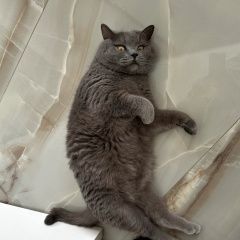 Подробнее об объявлении «Новая Усмань Пропал кот» Фото: пропала кошка  «Новая Усмань Пропал кот» в г. Новая Усмань