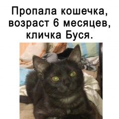 Подробнее об объявлении «Пропала кошка помогите найти Пенза» Фото: пропала кошка  «Пропала кошка помогите найти Пенза» в г. Пенза