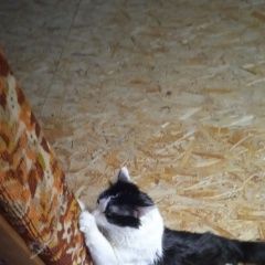 Подробнее об объявлении «Пропал кот в снт родничок. пррсьба сообщи Домодедово» Фото: пропала кошка  «Пропал кот в снт родничок. пррсьба сообщи...» в г. Домодедово