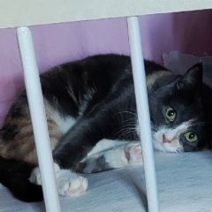 Подробнее об объявлении «Луганск Пропала кошка» Фото: пропала кошка  «Луганск Пропала кошка» в г. Луганск