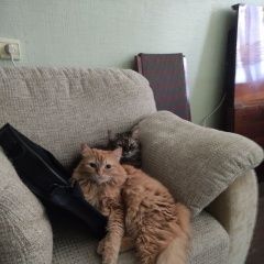 Подробнее об объявлении «Донецк (ДНР) Пропала кошка рыжая, мокрый песок.» Фото: пропала кошка  «Донецк (ДНР) Пропала кошка рыжая, мокрый песок.» в г. Донецк (ДНР)