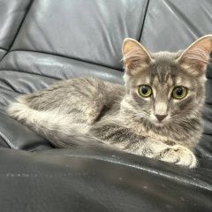 Подробнее об объявлении «Караганда Пропала кошка котенок, новая тихоновка» Фото: пропала кошка  «Караганда Пропала кошка котенок, новая тихоновка» в г. Караганда