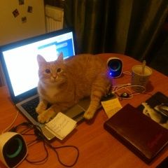 Подробнее об объявлении «Пропал кот рыня-добрыня Санкт-Петербург» Фото: пропала кошка  «Пропал кот рыня-добрыня Санкт-Петербург» в г. Санкт-Петербург