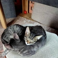 Подробнее об объявлении «Ивантеевка (Московская обл.) Пропал котик по кличке коржик» Фото: пропала кошка  «Ивантеевка (Московская обл.) Пропал котик по...» в г. Ивантеевка (Московская обл.)