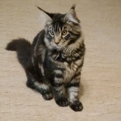 Подробнее об объявлении «Пропал кот мейн-кун Анапа» Фото: пропала кошка Мейн-кун «Пропал кот мейн-кун Анапа» в г. Анапа