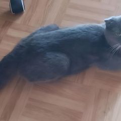 Подробнее об объявлении «Пропала кошка Домодедово» Фото: пропала кошка  «Пропала кошка Домодедово» в г. Домодедово