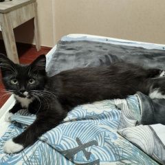 Подробнее об объявлении «Подольск Пропал кот вознаграждение» Фото: пропала кошка  «Подольск Пропал кот вознаграждение» в г. Подольск