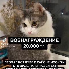 Подробнее об объявлении «Пропал кот кузя 3 дня назад Актобе (Актюбинск)» Фото: пропала кошка  «Пропал кот кузя 3 дня назад Актобе (Актюбинск)» в г. Актобе (Актюбинск)