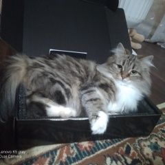 Подробнее об объявлении «Луганск Пропала кошка» Фото: пропала кошка  «Луганск Пропала кошка» в г. Луганск