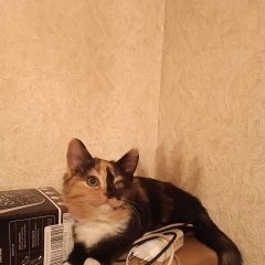 Подробнее об объявлении «Липецк Пропала кошка» Фото: пропала кошка  «Липецк Пропала кошка» в г. Липецк
