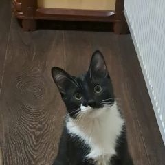 Подробнее об объявлении «Пропала кошка Домодедово» Фото: пропала кошка  «Пропала кошка Домодедово» в г. Домодедово