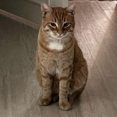 Подробнее об объявлении «Пропал кот Грозный» Фото: пропала кошка  «Пропал кот Грозный» в г. Грозный