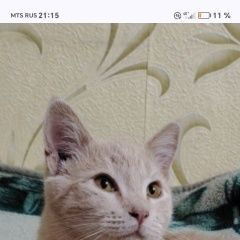 Подробнее об объявлении «Пропал кот молодой кот Армавир» Фото: пропала кошка  «Пропал кот молодой кот Армавир» в г. Армавир