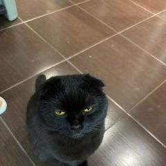 Подробнее об объявлении «Пропал кот Тирасполь» Фото: пропала кошка Британская короткошерстная кошка «Пропал кот Тирасполь» в г. Тирасполь