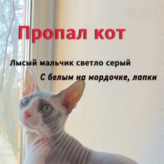 Подробнее об объявлении «Пропал кот 04. 03 снт гавриково бутово Москва» Фото: пропала кошка Сфинкс «Пропал кот 04. 03 снт гавриково бутово Москва» в г. Москва