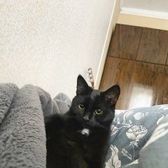 Подробнее об объявлении «Мытищи Пропал котик (г, поселок дружба)» Фото: пропала кошка  «Мытищи Пропал котик (г, поселок дружба)» в г. Мытищи