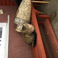 Подробнее об объявлении «Пропала кошка. Дмитров» Фото: пропала кошка  «Пропала кошка. Дмитров» в г. Дмитров