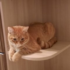 Подробнее об объявлении «Пропал кот за вознаграждение. Пенза» Фото: пропала кошка  «Пропал кот за вознаграждение. Пенза» в г. Пенза