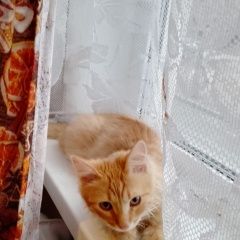 Подробнее об объявлении «Ивантеевка (Московская обл.) Пропал кот» Фото: пропала кошка  «Ивантеевка (Московская обл.) Пропал кот» в г. Ивантеевка (Московская обл.)