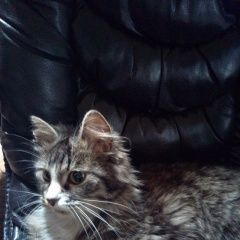 Подробнее об объявлении «Чехов Пропала кошка наша девочка» Фото: пропала кошка Сибирская кошка «Чехов Пропала кошка наша девочка» в г. Чехов