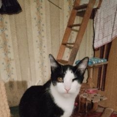 Подробнее об объявлении «Пропал котик Находка (Приморский край)» Фото: пропала кошка  «Пропал котик Находка (Приморский край)» в г. Находка (Приморский край)
