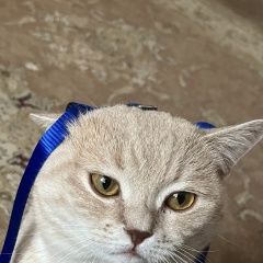Подробнее об объявлении «Пропал кот Каспийск» Фото: пропала кошка  «Пропал кот Каспийск» в г. Каспийск