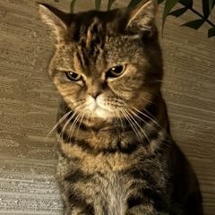 Подробнее об объявлении «Феодосия Пропала кошка» Фото: пропала кошка  «Феодосия Пропала кошка» в г. Феодосия
