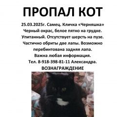 Подробнее об объявлении «Пропала кошка Сочи» Фото: пропала кошка  «Пропала кошка Сочи» в г. Сочи