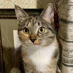 Подробнее об объявлении «Пропала кошка Троицк» Фото: пропала кошка  «Пропала кошка Троицк» в г. Троицк