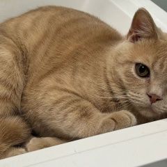 Подробнее об объявлении «Пропал кот Королев» Фото: пропала кошка  «Пропал кот Королев» в г. Королев