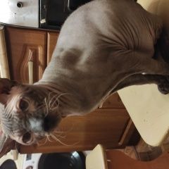 Подробнее об объявлении «Пропал кот Ставрополь» Фото: пропала кошка Донской сфинкс «Пропал кот Ставрополь» в г. Ставрополь