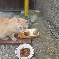 Подробнее об объявлении «Пропал кот рыжий котик Ульяновск» Фото: пропала кошка  «Пропал кот рыжий котик Ульяновск» в г. Ульяновск