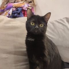 Подробнее об объявлении «Калининград (Кенигсберг) Пропала кошка» Фото: пропала кошка  «Калининград (Кенигсберг) Пропала кошка» в г. Калининград (Кенигсберг)