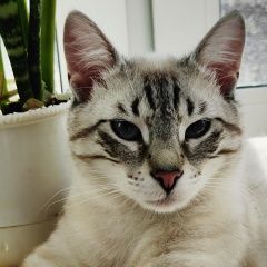Подробнее об объявлении «Пропал кот Санкт-Петербург» Фото: пропала кошка  «Пропал кот Санкт-Петербург» в г. Санкт-Петербург