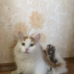 Подробнее об объявлении «Пропала кошка Нижний Новгород» Фото: пропала кошка  «Пропала кошка Нижний Новгород» в г. Нижний Новгород