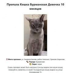 Подробнее об объявлении «Пропала кошка серая кошка 10 месяцев Москва» Фото: пропала кошка Бурма «Пропала кошка серая кошка 10 месяцев Москва» в г. Москва