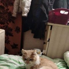 Подробнее об объявлении «Батайск Пропал кот, 9 лет, бело-рыжий» Фото: пропала кошка  «Батайск Пропал кот, 9 лет, бело-рыжий» в г. Батайск